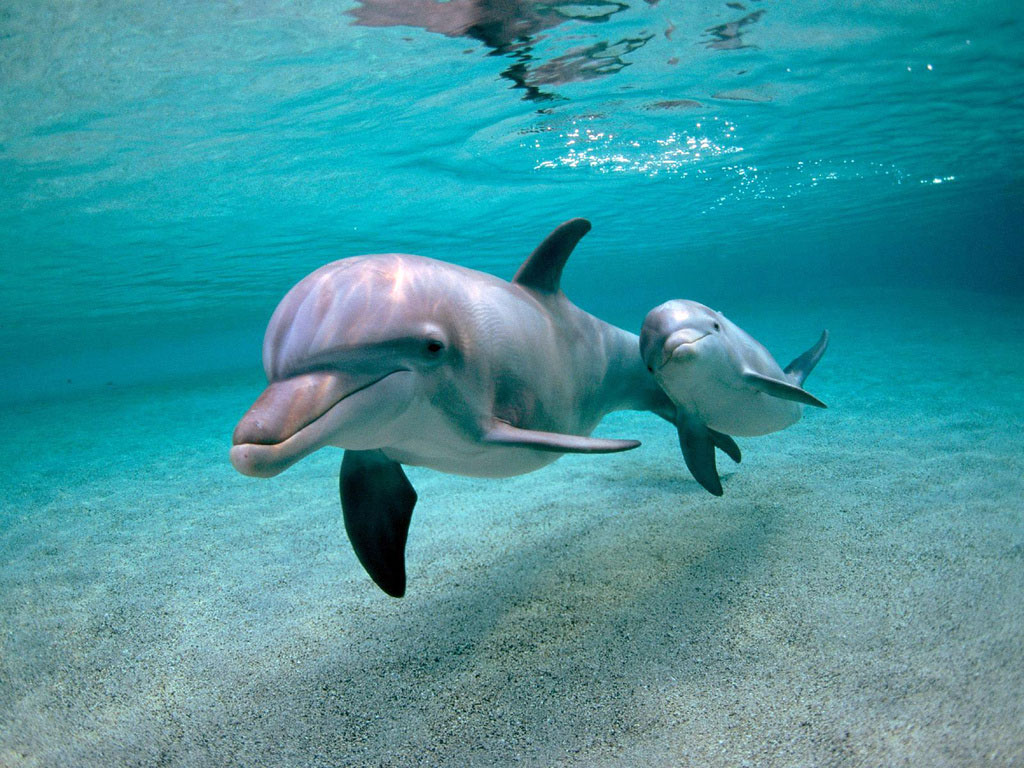 00a-inteligencia-dos-golfinhos-mundo-animal
