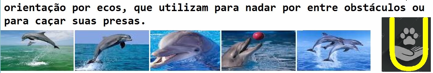 00a-inteligencia-dos-golfinhos-mundo-animalAB