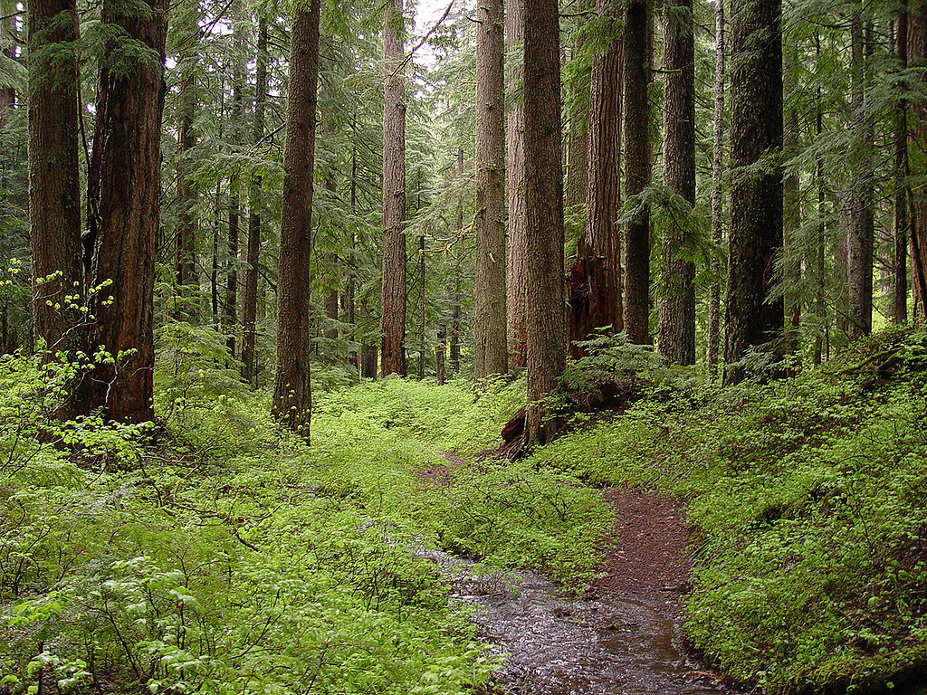 1024px-Creek_and_old-growth_forest-Larch_Mountain
