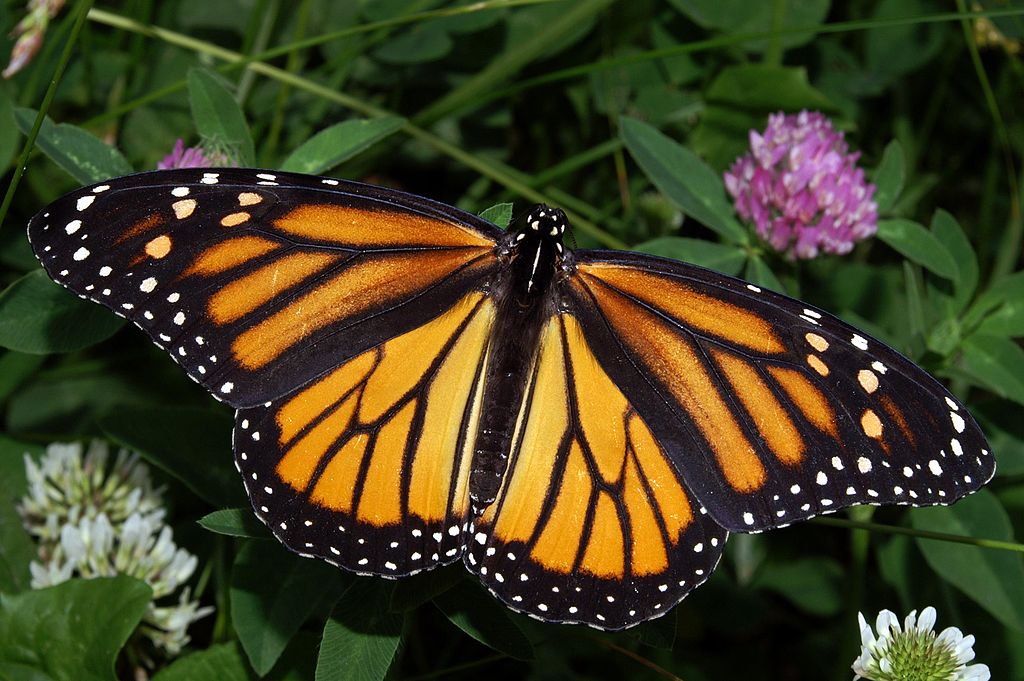 1024px-Monarch_In_May