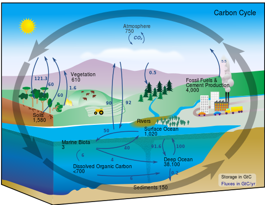 540px-Carbon_cycle-cute_diagram.svg