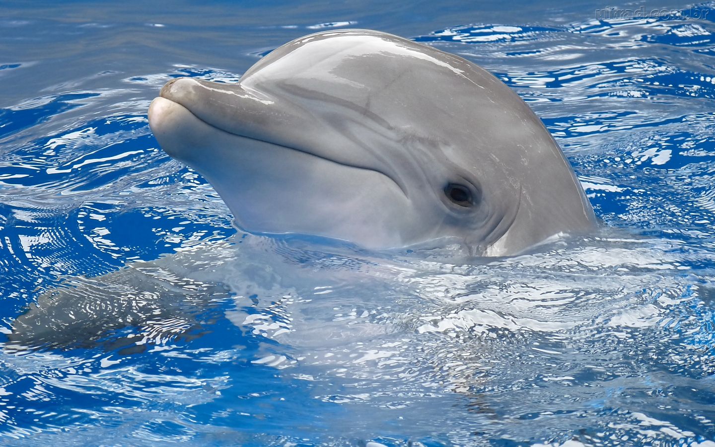 animais-golfinho-54de18