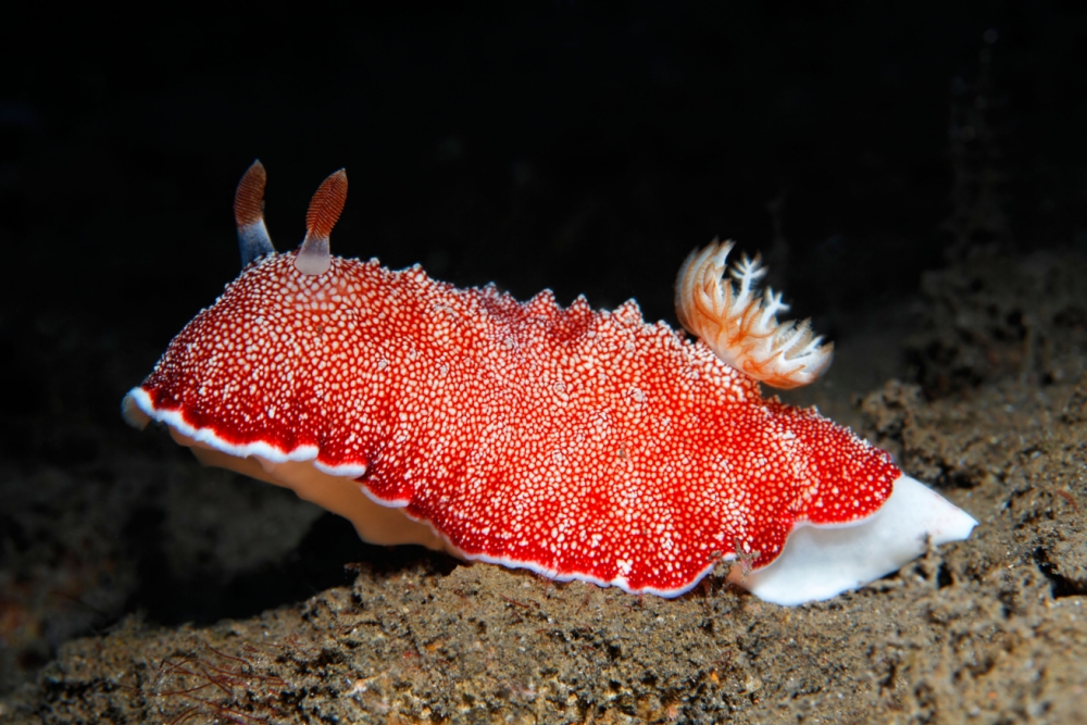 BDXTWR Red-White Chromodoris sea slug (Chromodoris reticulata) on sandy ground, nudibranch, red, Bali, island, Lesser Sunda Islands, B
