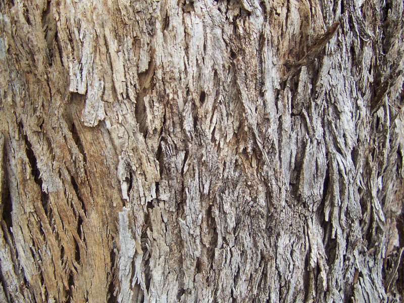 Eucalyptus_bark