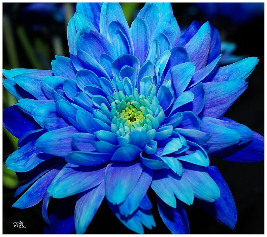 Fleur bleue virus