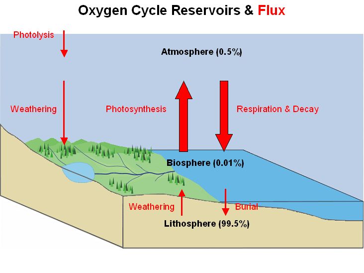 Oxygen_Cycle