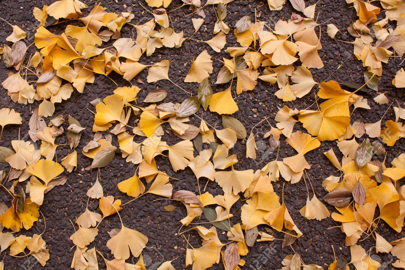 leafs on the floor,leafs defoliate from the trees