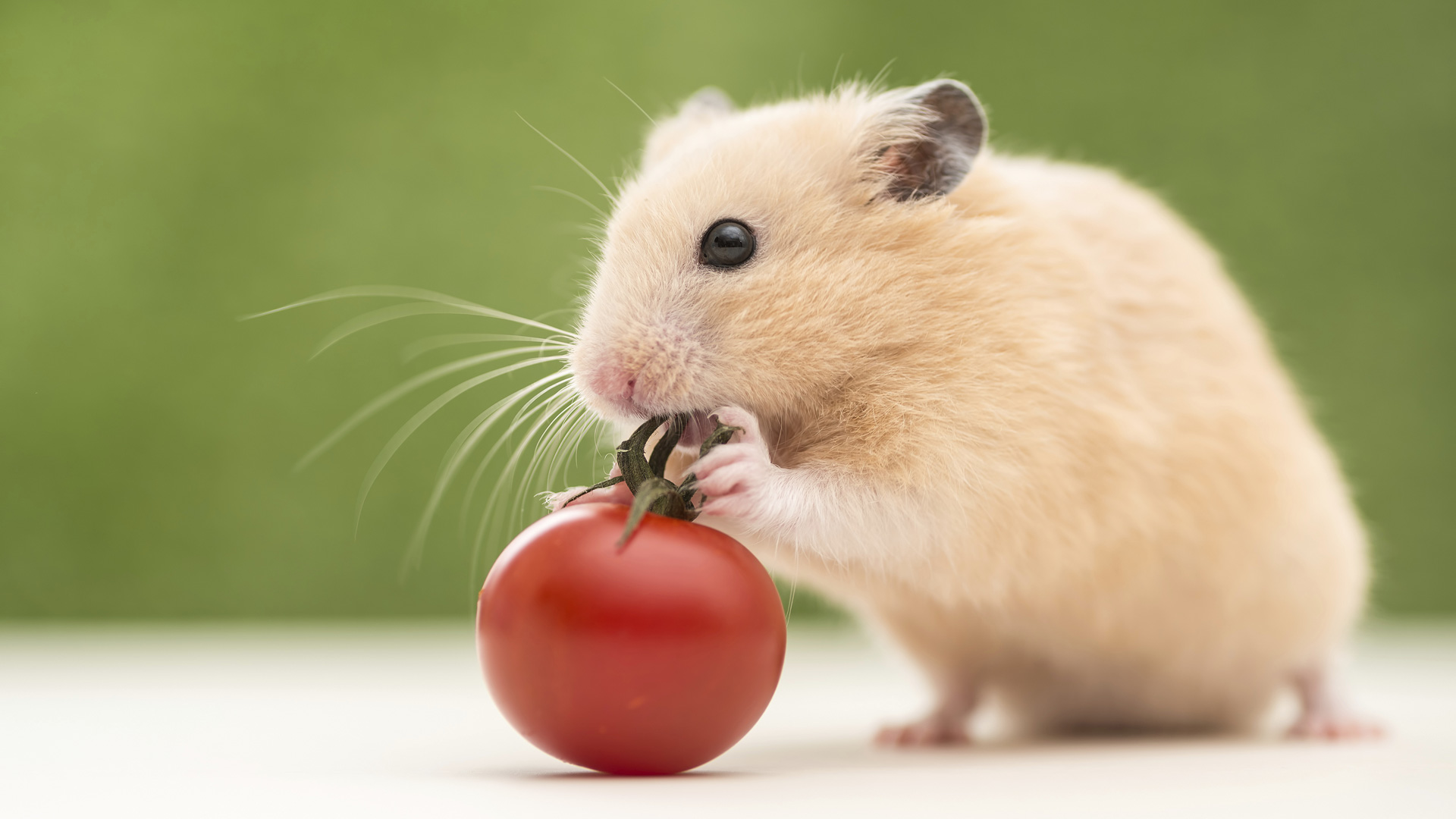 hamster-eating-tomato