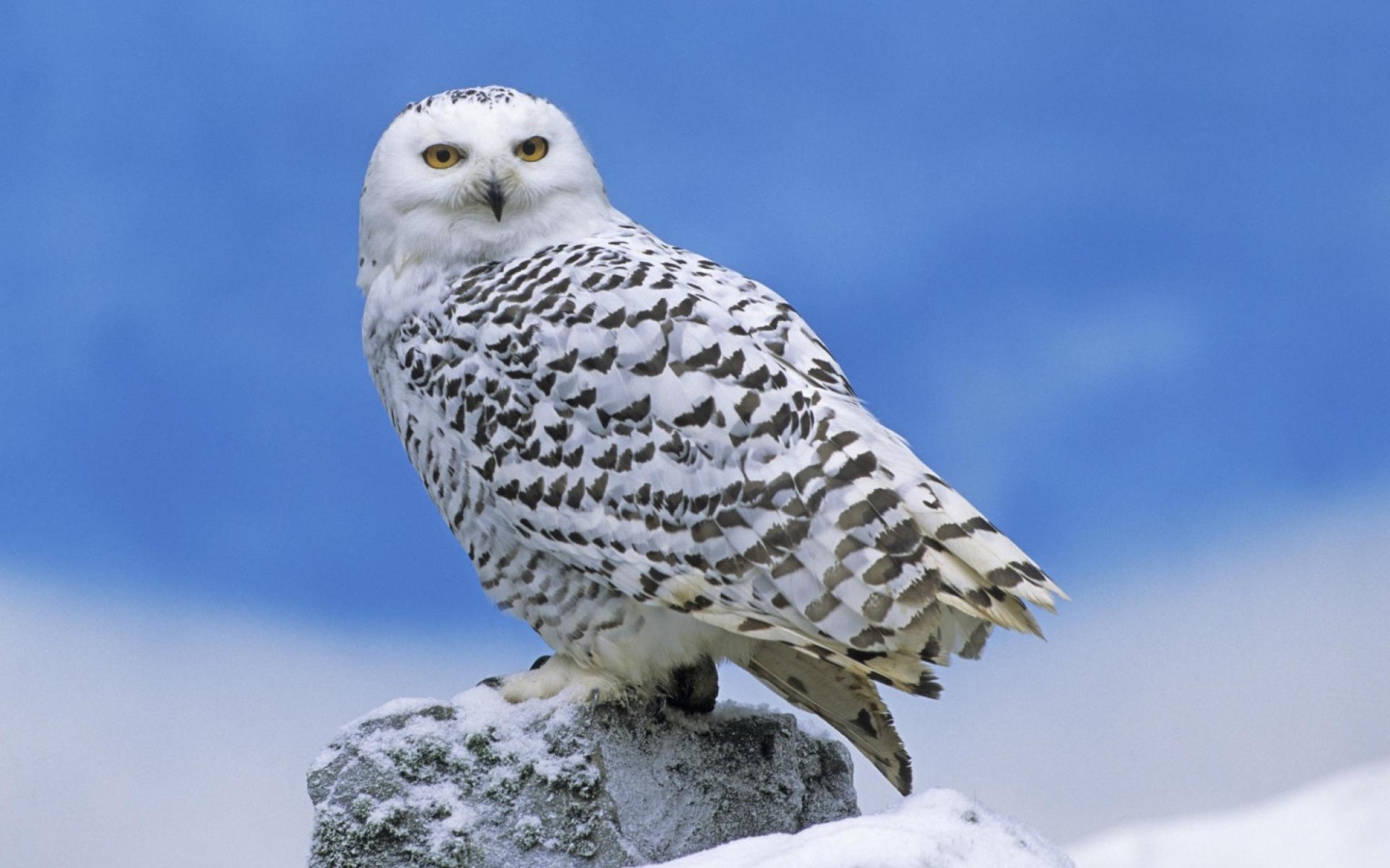1440_Snowy-Owl