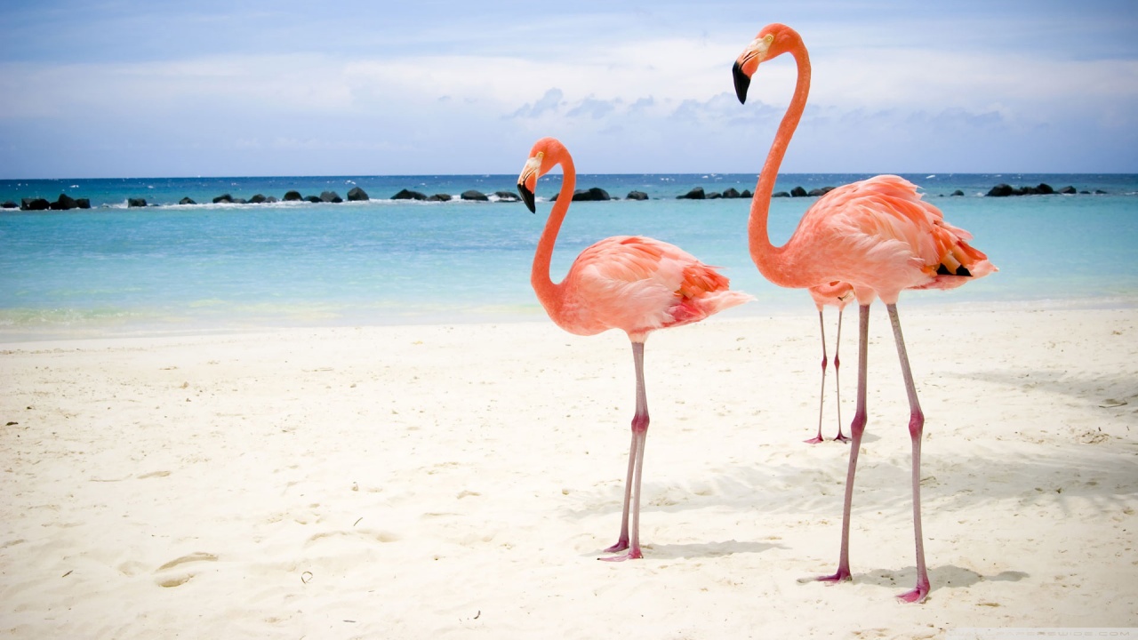 flamingo_birds-wallpaper-1280x720