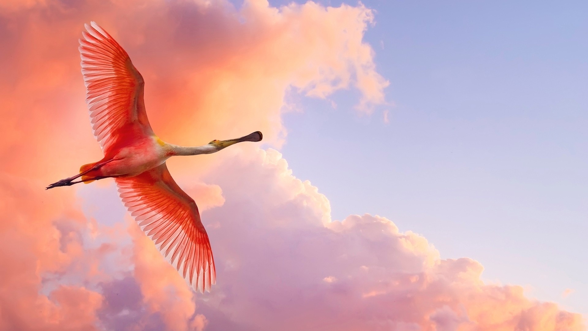 flamingo_flying_birds_sky_clouds_52960_1920x1080