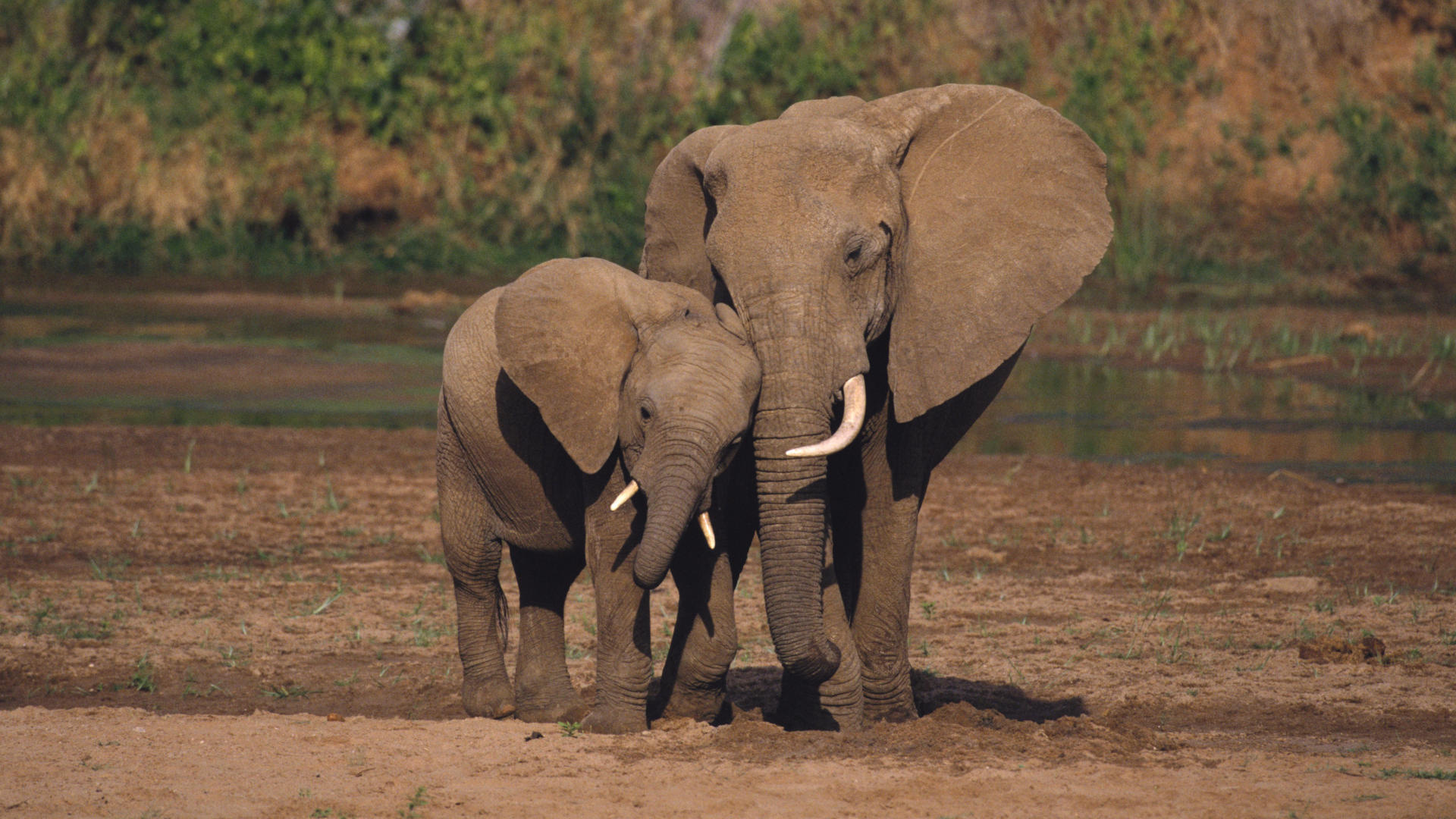 African Elephant (Loxodonta africana) mother and calf, Sambru National Reserve, Kenya