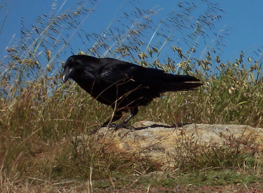 raven-marin-headlands_1694-crop