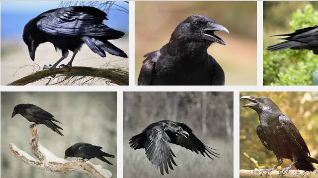 raven-marin-headlands_1694-cropa