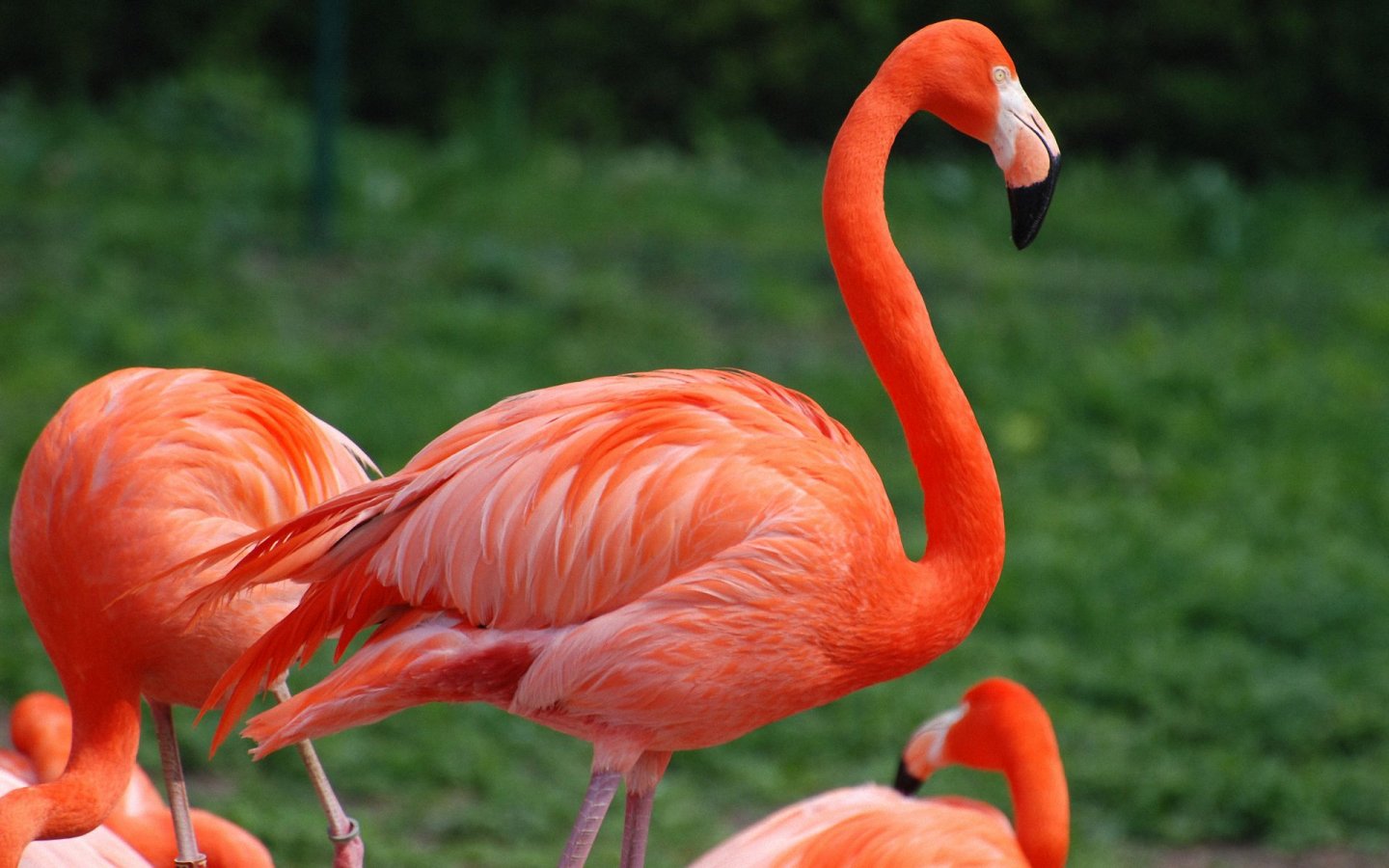 red-flamingo_97017-1440x900