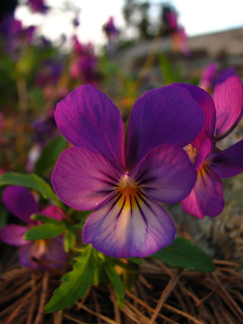 viola_tricolor_flower